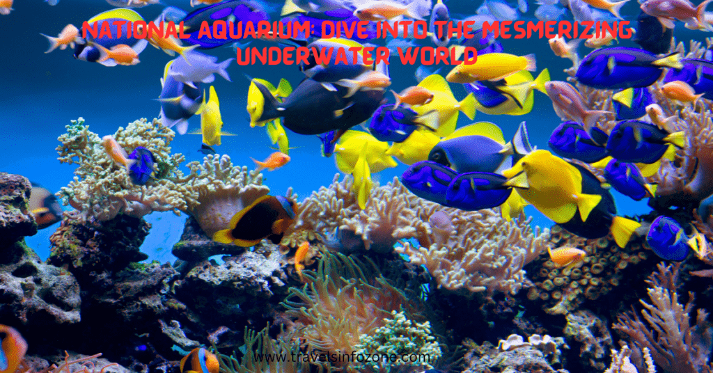 National Aquarium Dive into the Mesmerizing Underwater World